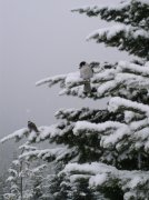 Ghost Ridge-Twin Lakes 015 